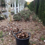 Limpieza de hojas en parcela y jardin de Torrelodones, Madrid